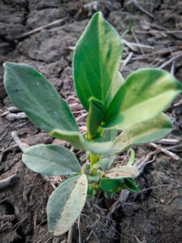 High angle view of plant growing on field