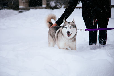 Low section of woman with siberian husky walking on snow covered field