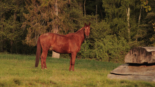 Horse standing in a field