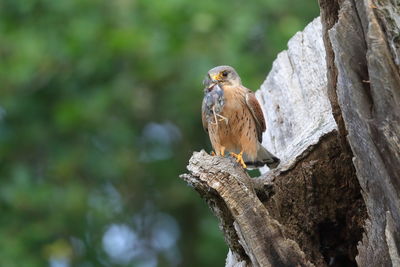 A male common kestrel with a kill