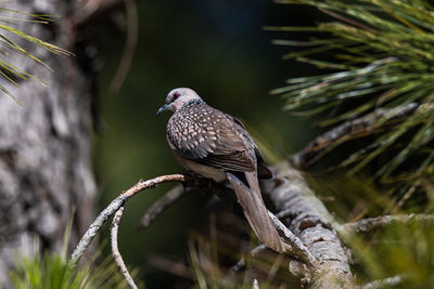 Close-up of bird perching on branch