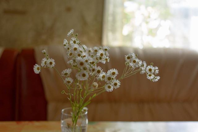 flower, freshness, indoors, fragility, petal, vase, focus on foreground, close-up, growth, flower head, potted plant, plant, table, beauty in nature, white color, nature, home interior, selective focus, bunch of flowers, stem