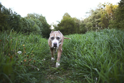 Portrait of dog on dirt road