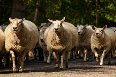 Herd of sheep standing on field