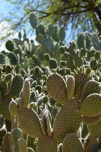 Close-up of prickly pear cactus