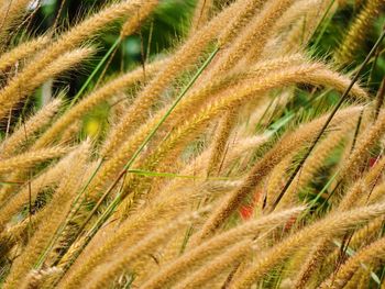 Close-up of wheat growing on field