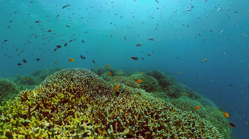 Underwater tropical colourful soft-hard corals seascape. underwater fish reef marine. philippines.