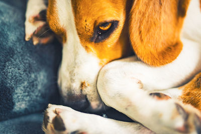 Close-up of a dog resting