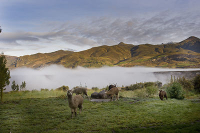 Horses grazing on field against sky