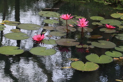 Lotus water lily in pond