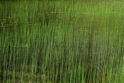 Full frame shot of bamboo on field