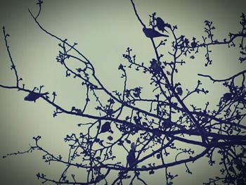 Low angle view of bare tree against sky