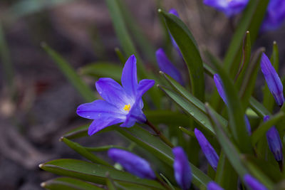 Close-up of purple crocus flowers on field