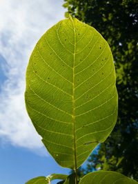 Close-up of green leaves