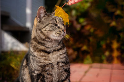 Close-up of cat looking away