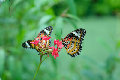 Close-up of butterfly pollinating on flower