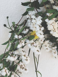 Close-up of white flowering plant