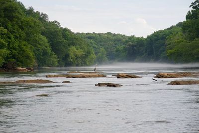 Scenic view of river flowing in forest against sky