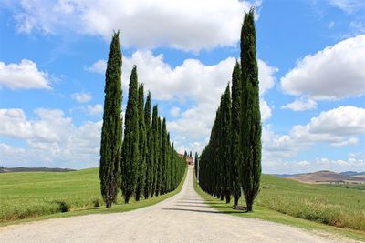 Panoramic view of trees on field against sky