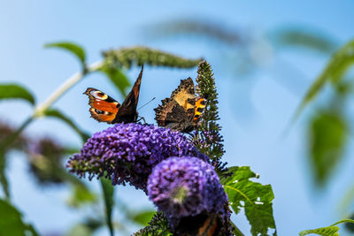 Close-up of butterfly on flower