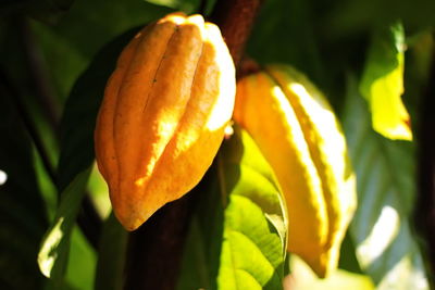 Close-up of yellow flowering plant leaves