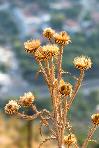 Close-up of wilted plant on field