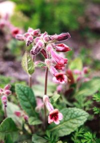 Close-up of pink flowers