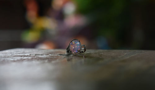 Close-up of butterfly on rock