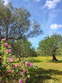 Scenic view of flowering plants on field against sky