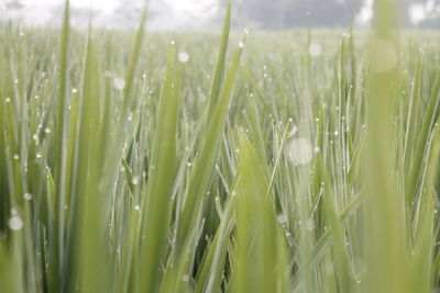 Close-up of wet crops growing on field