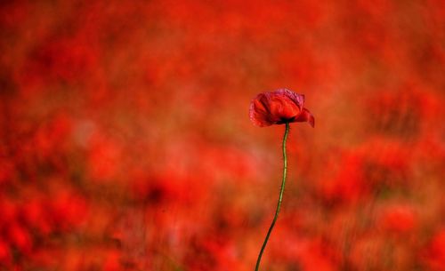 Close-up of red poppy flower