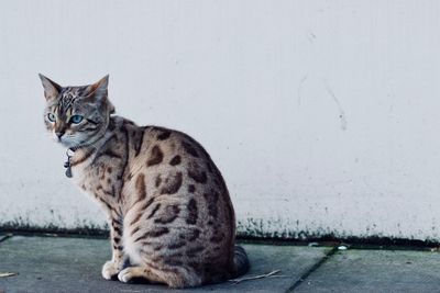 Full length of egyptian mau sitting on footpath