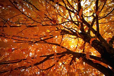 Low angle view of maple tree