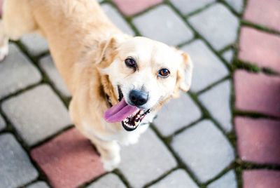 Portrait of dog