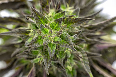 Close-up of plant