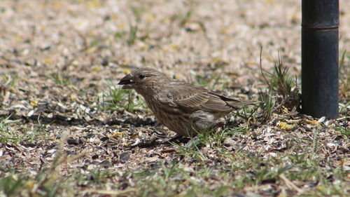 View of an animal on field