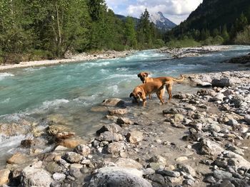 Dogs on rock in water