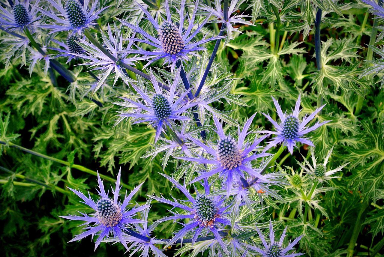 Spiky petals