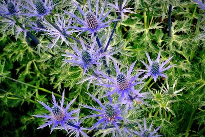 Close-up of purple flowers