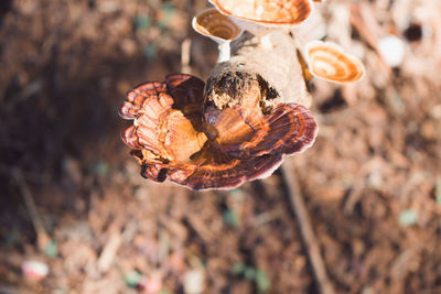 Close-up of dried plant on field