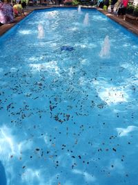 Flock of fish swimming in pool