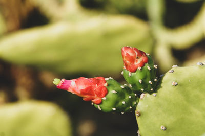 Close-up of red succulent plant