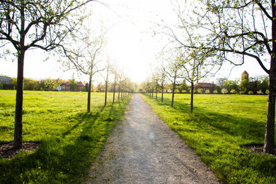 Trees on grassy field