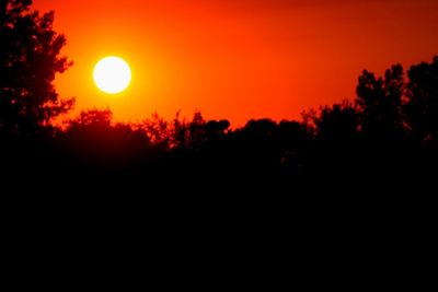 Silhouette of trees at sunset