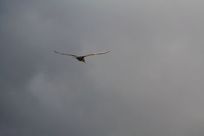 Low angle view of bird flying in sky