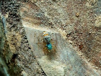 High angle view of insect on sand