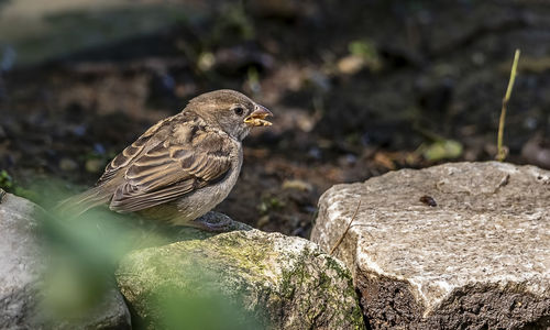 Close-up of bird perching on rock