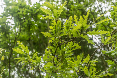 Low angle view of tree