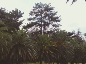 Low angle view of palm trees against sky