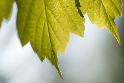 Close-up of leaves on plant